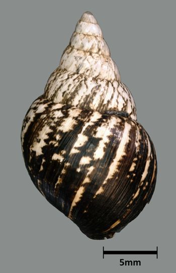 Media type: image;   Malacology 39886 Aspect: dorsal